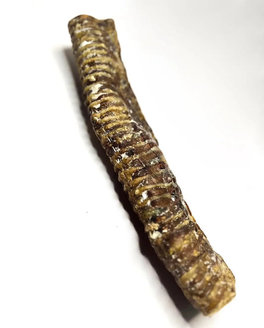 Trachée de Boeuf - 30cm